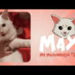 Crypto for Compassion: $MAYO Token Unites Community to Save Paralyzed Cat